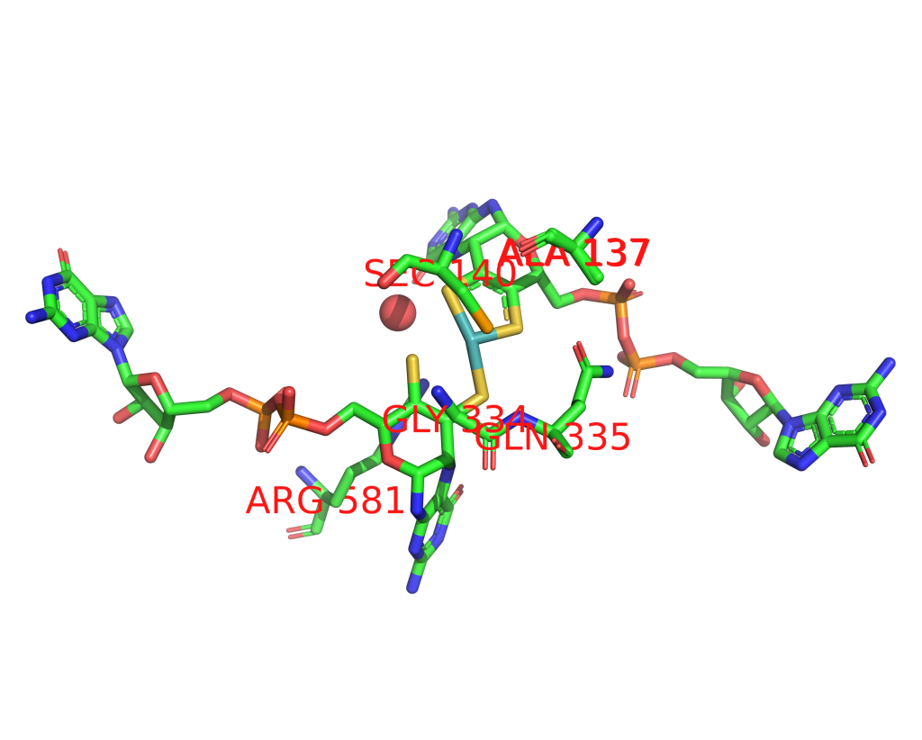 Molybdenum binding site 1 out of 1 in 1aa6 Molybdenum binding site 1 out of 1 in 1aa6