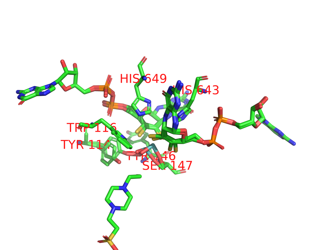 Molybdenum binding site 2 out of 2 in 1eu1 Molybdenum binding site 2 out of 2 in 1eu1